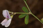 Creeping lespedeza